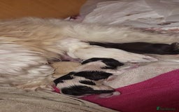 Shih Tzu dogs for stud: Kc reg shih tzu full DNA health tested in Chester-le-Street - Image 19
