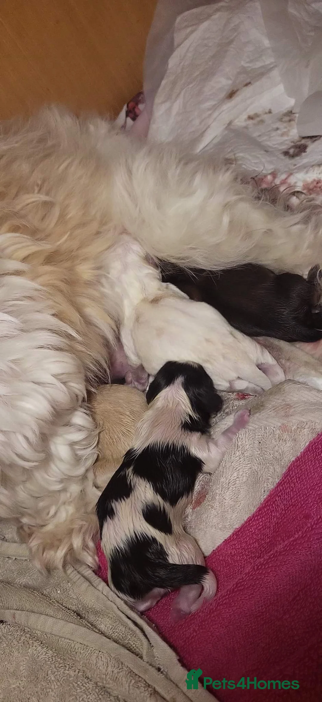 Shih Tzu dogs for stud: Kc reg shih tzu full DNA health tested in Chester-le-Street - Advert 19