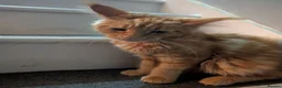 Maine Coon cats for sale: Red Mainecoon  - Advert 11