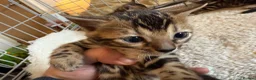 Bengal cats for sale: Outstanding Pedigree TICA Bengal Kittens - Advert 30