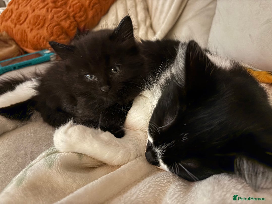 Mixed Breed cats for sale: Beautiful kittens for sale one boy one girl  - Image 6