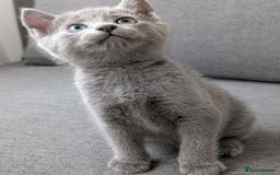 Russian Blue cats for sale: Russian blue babies looking for FOREVER homes - Image 12