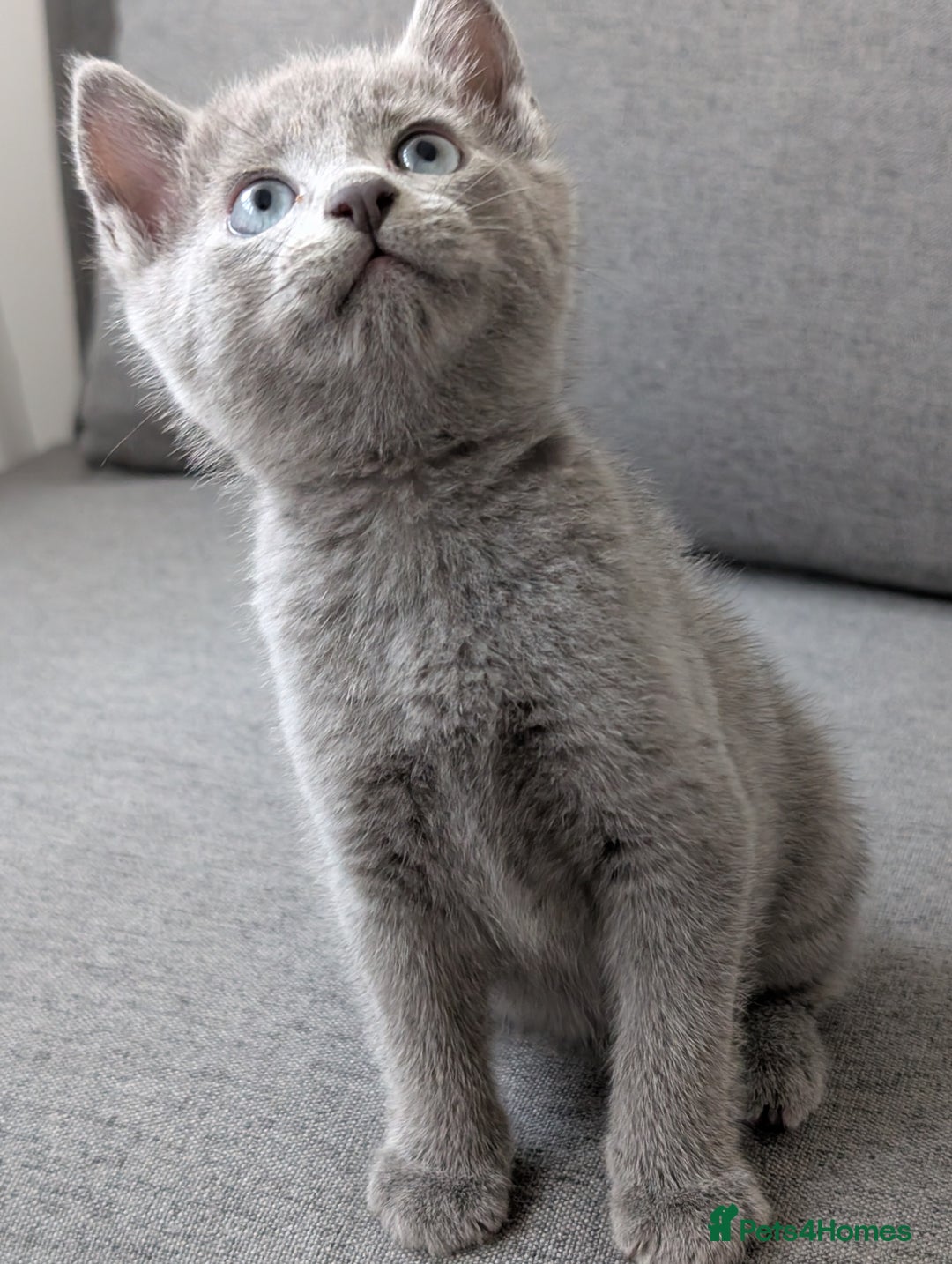 Russian Blue cats for sale: Russian blue babies looking for FOREVER homes - Image 12