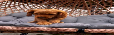 Cocker Spaniel 1