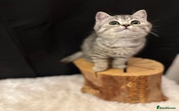 British Shorthair cats for sale: Silver Spotted Full Pedigree Registered BSH - Image 14