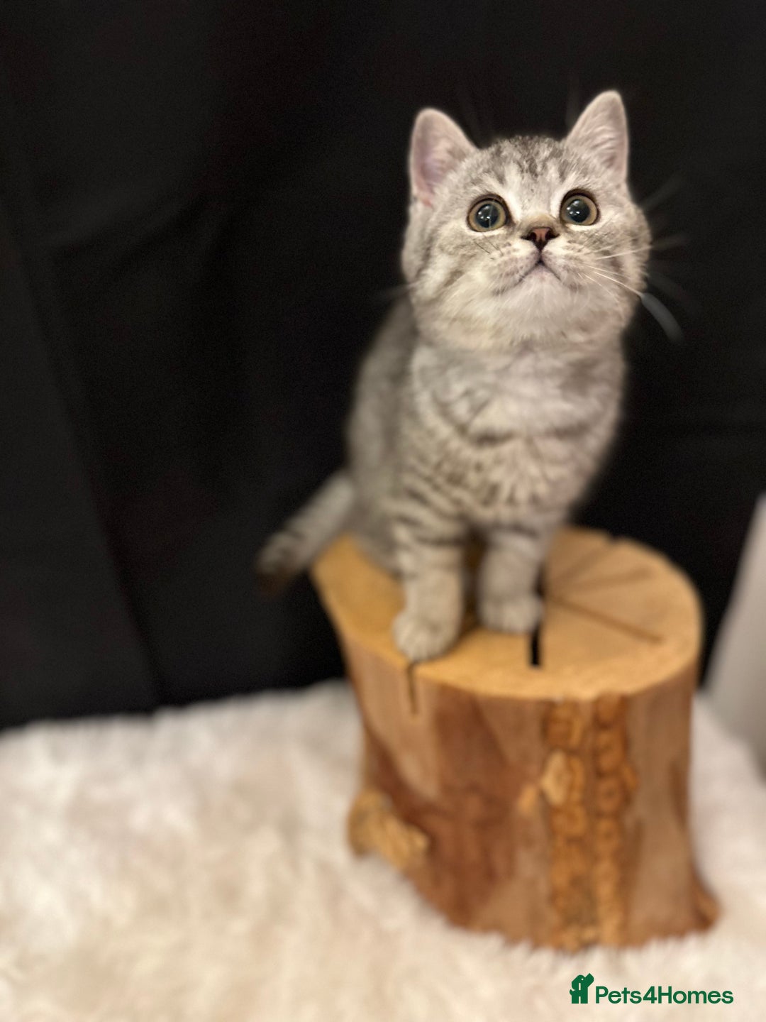 British Shorthair cats for sale: Silver Spotted Full Pedigree Registered BSH - Image 14