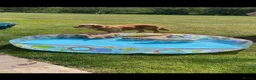 Golden Retriever dogs for sale: Golden Retriever Puppies in Thatcham - Advert 28