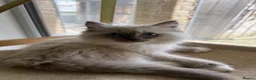 Ragdoll cats for sale: Beautiful Ragdoll kittens  - Advert 8