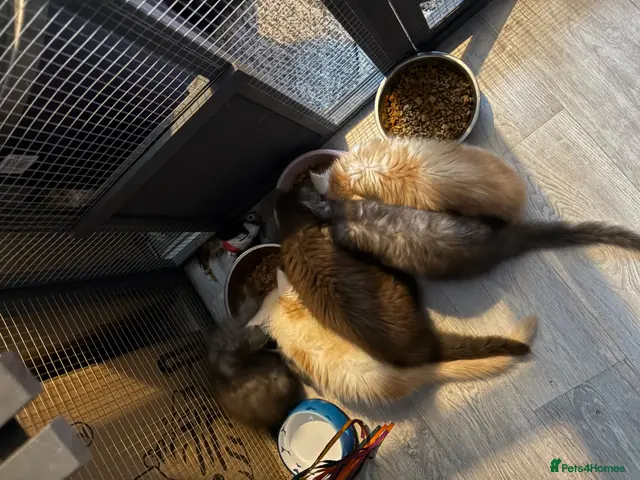 Maine Coon cats for sale: Gorgeous loveable Maine coon boys - Advert 8