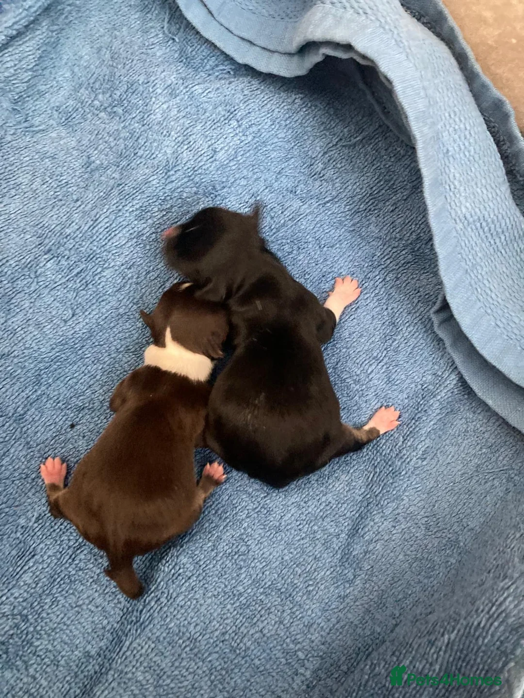 Chihuahua dogs for stud: Proven Lilac KC registered chihuahua for stud  in Liverpool - Advert 27