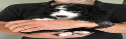 Bernedoodle dogs for sale: AMAZING BERNEDOODLE PUPPIES - Advert 12