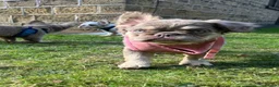 French Bulldog dogs for sale: Female Fluffy Frenchie Carrying Pink🎀 - Advert 4