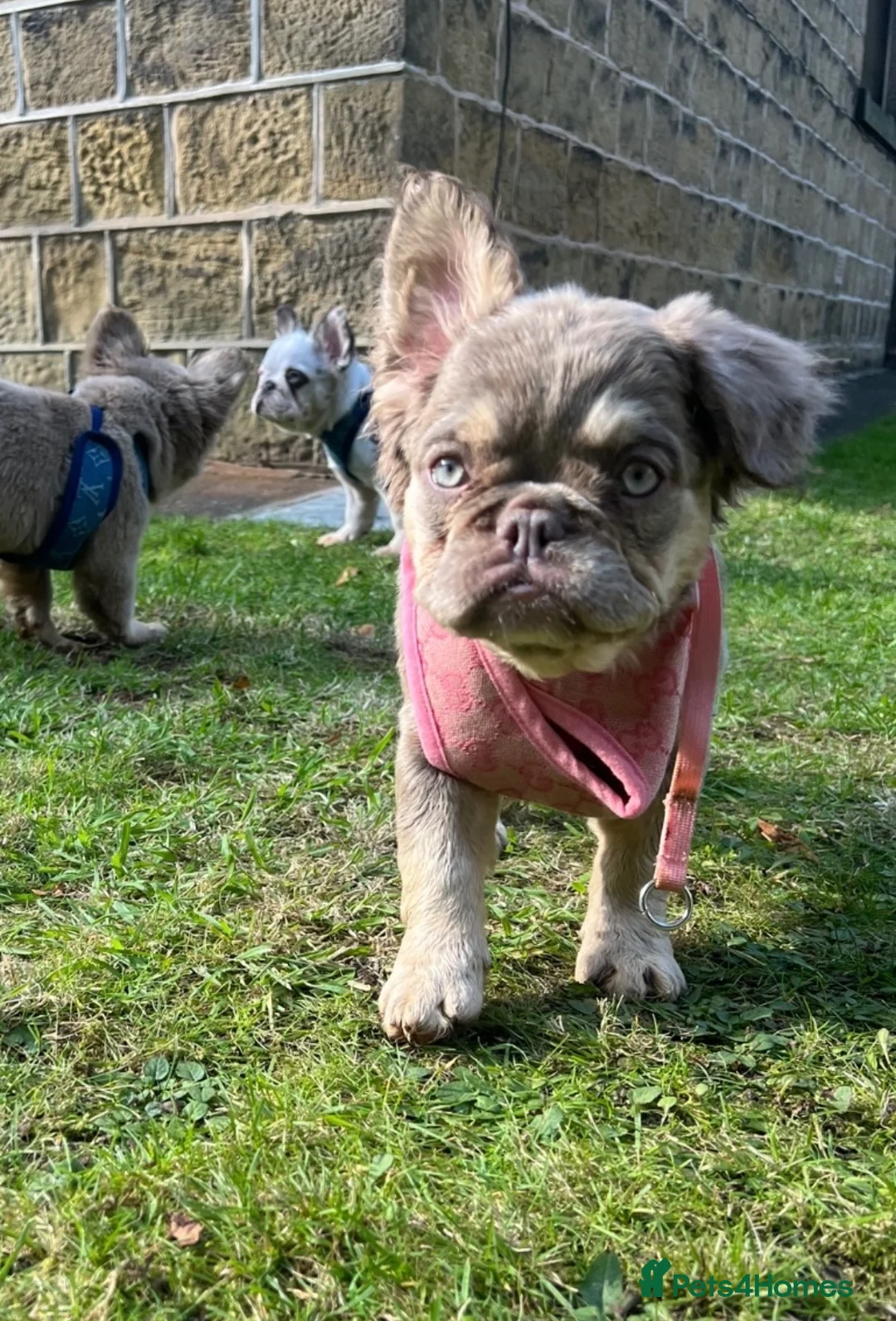 French Bulldog dogs for sale: Female Fluffy Frenchie Carrying Pink🎀 - Advert 4