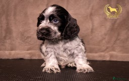 Cocker Spaniel dogs for sale: BEAUTIFUL SHOW TYPE BLUE ROANS - Image 10