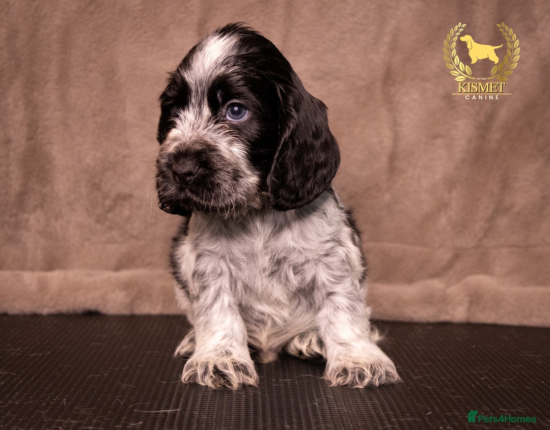 Cocker Spaniel dogs for sale: BEAUTIFUL SHOW TYPE BLUE ROANS - Image 10