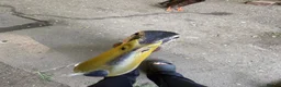 Ducks poultry for sale: X5 Indian runner ducklings  - Advert 3