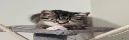 Mixed Breed cats for sale: Young mix tabby kitten - Advert 5