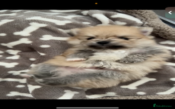 Pomeranian dogs for sale: Pomeranian pups🩵🩷 - Image 32