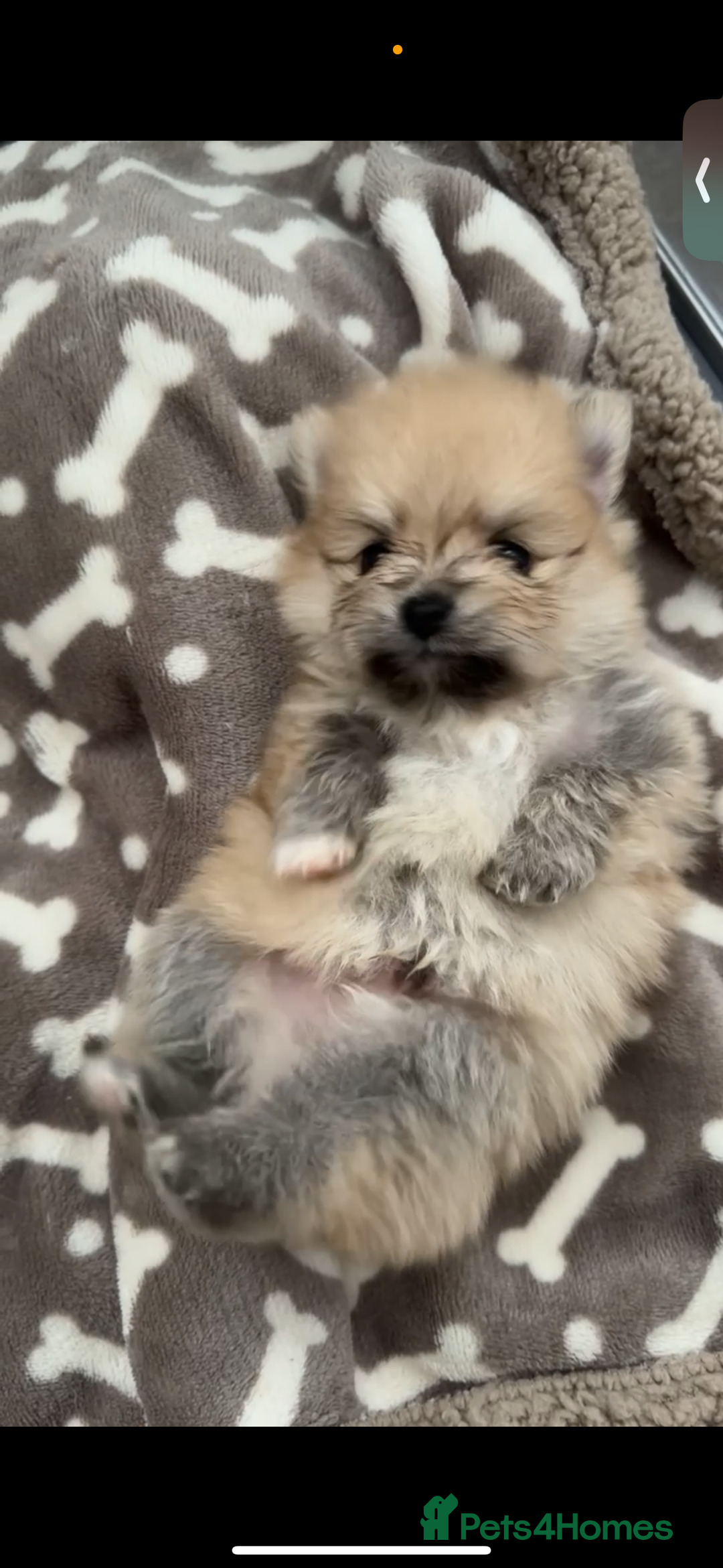 Pomeranian dogs for sale: Pomeranian pups🩵🩷 - Image 32