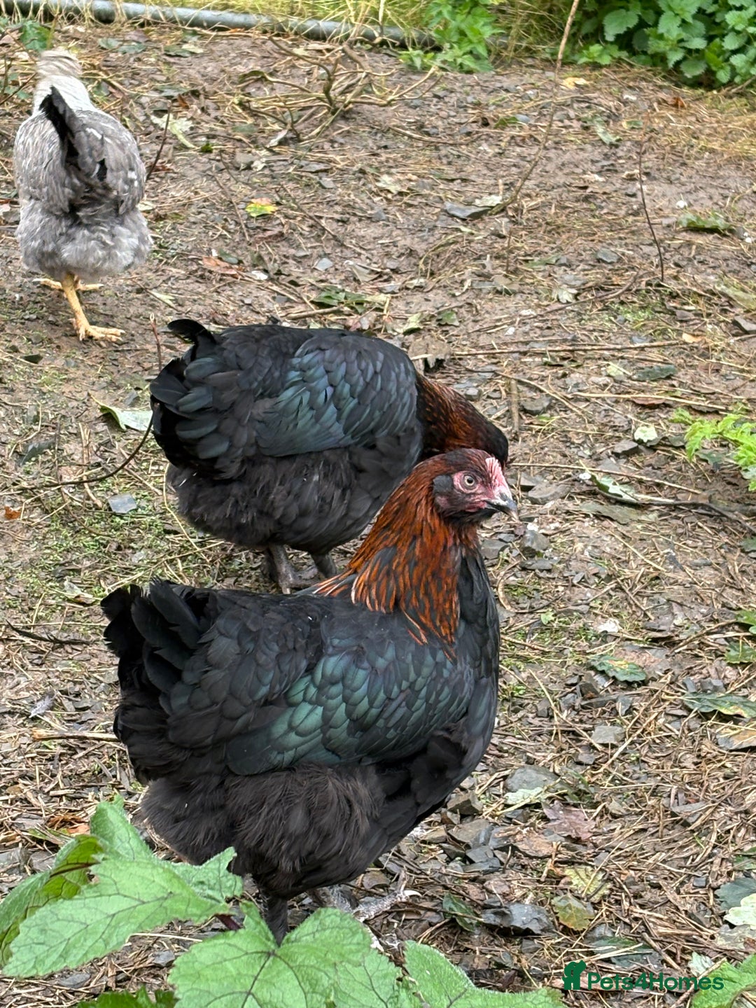 Chickens poultry for sale: Copper black marans pullets - Image 6