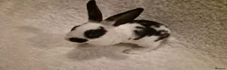 Rex rabbits for sale: 4 rex rabbits for sale  - Advert 3