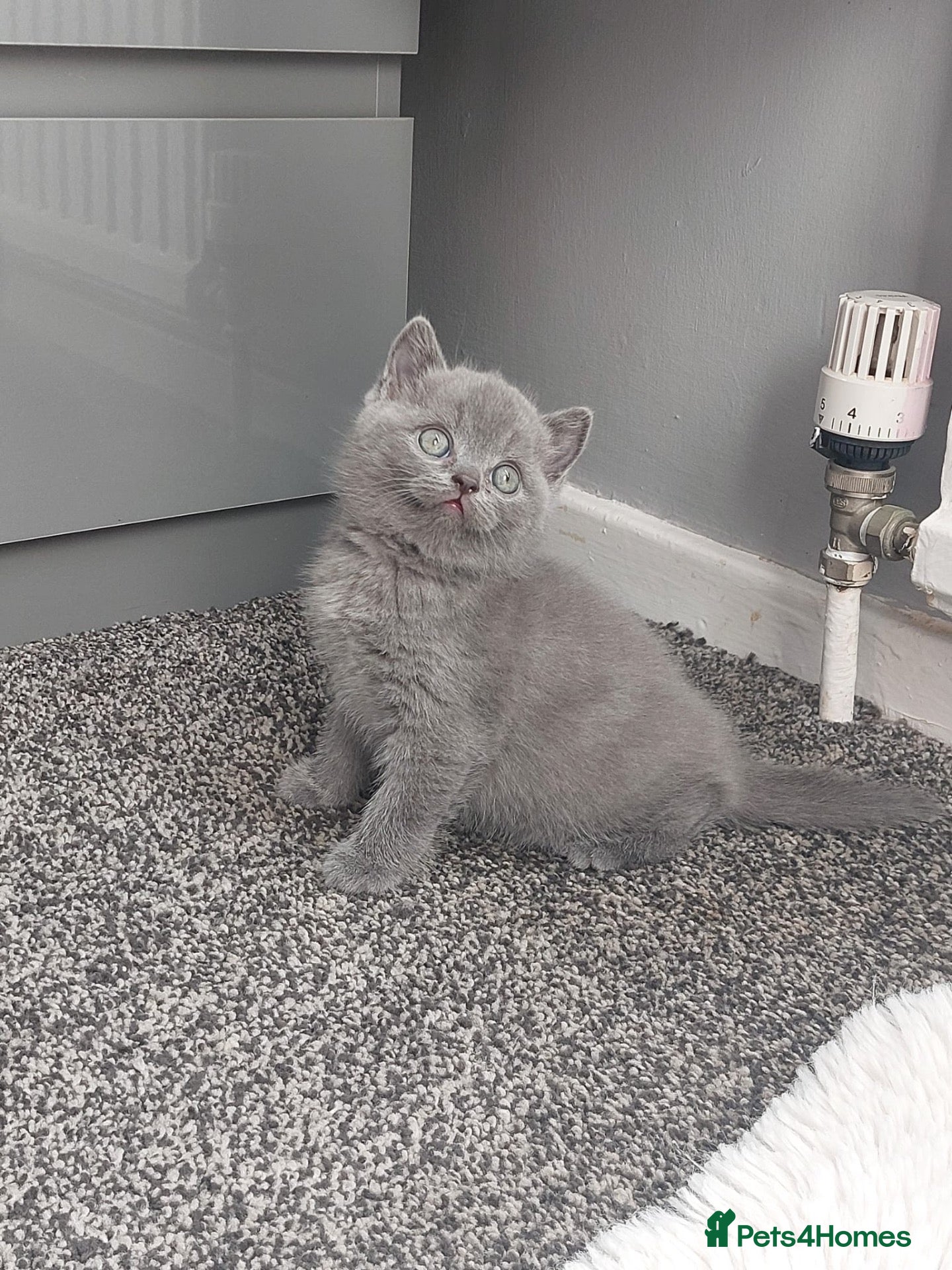 Scottish Fold cats Scottish fold kittens  - Advert 19