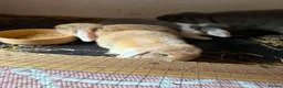 Mini Lop rabbits for sale: Mini lops - Advert 7