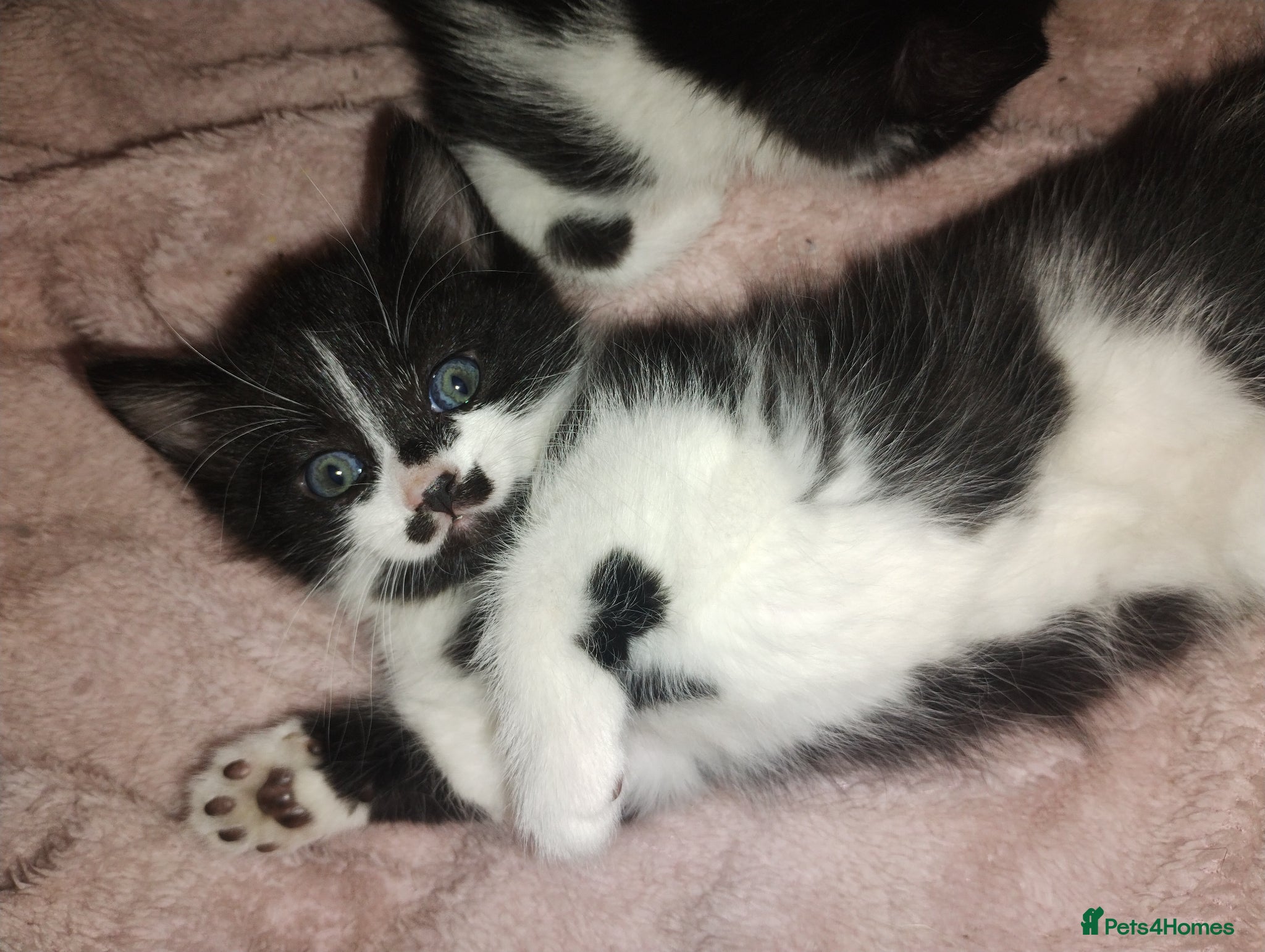 Mixed Breed cats Three cuties ready for new homes  - Advert 15