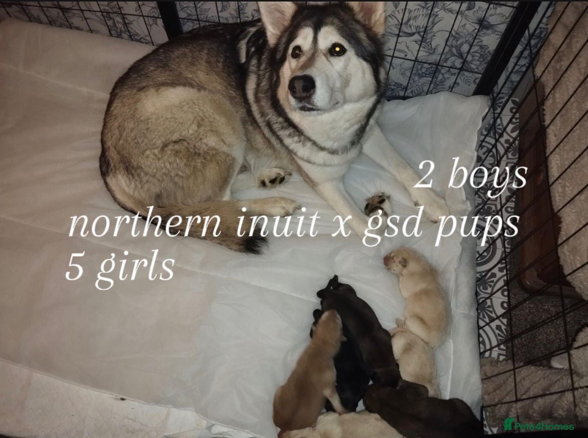 Mixed Breed dogs Northern Inuit X gsd pups - Advert 6