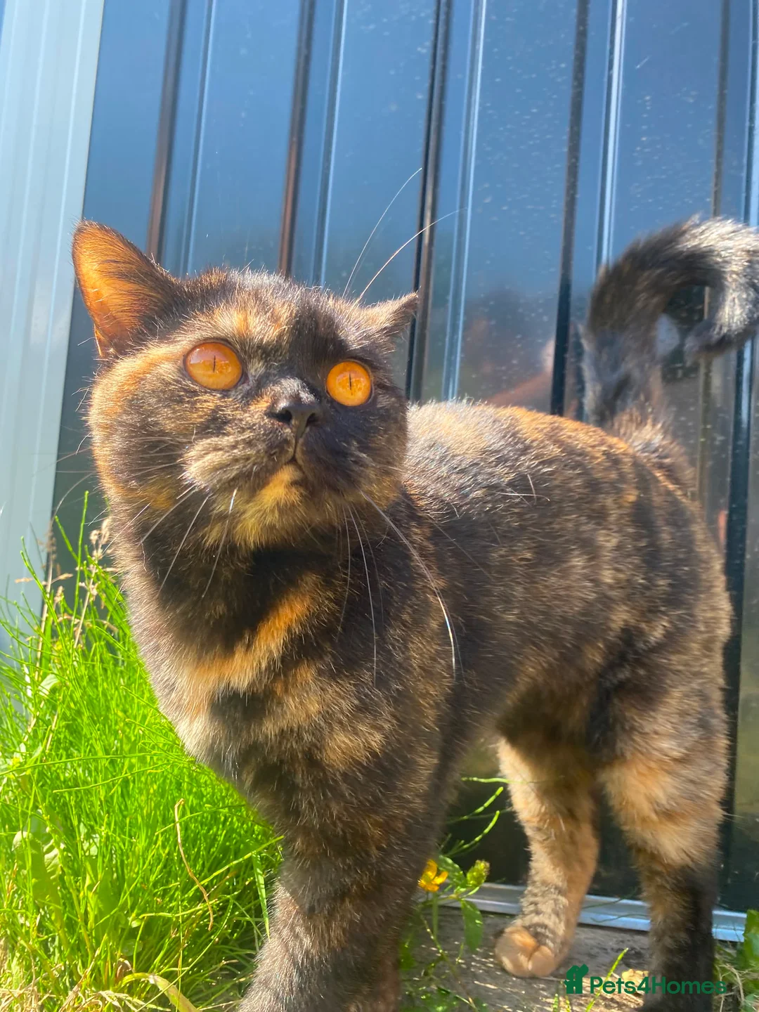 British Shorthair cats for sale: Retired BSH queen - Advert 2
