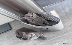 British Shorthair cats for sale: Pure GCCF Reg.British Shorthair Kittens  in Lincoln - Image 1