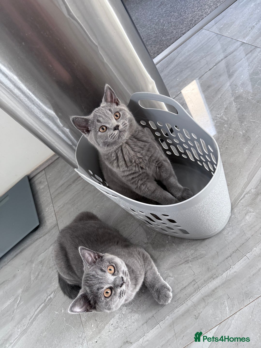British Shorthair cats for sale: Pure GCCF Reg.British Shorthair Kittens  in Lincoln - Image 1