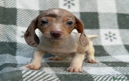 Miniature Dachshund dogs for sale: KC Reg Miniature Dachshund Puppies  - Image 6