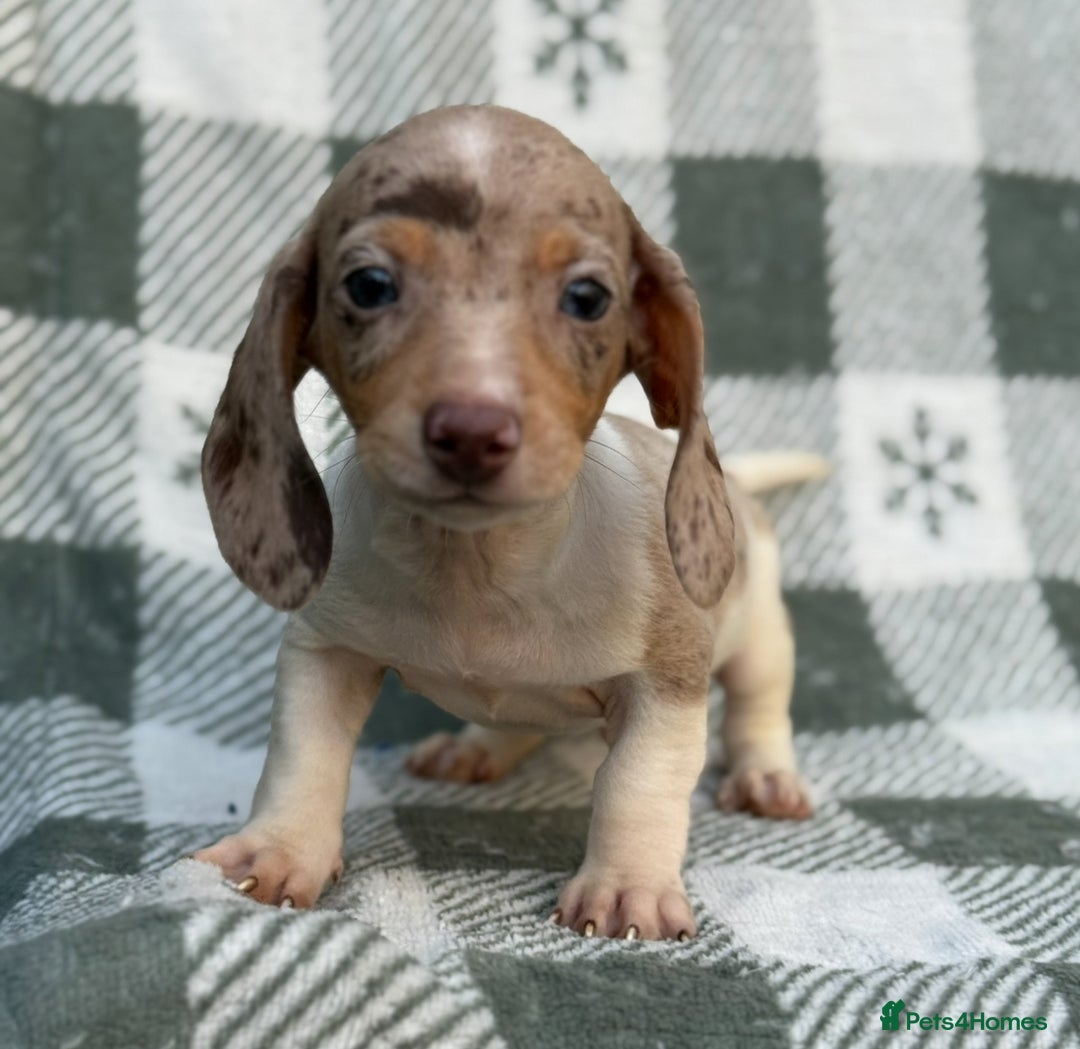 Miniature Dachshund dogs for sale: KC Reg Miniature Dachshund Puppies  - Image 6