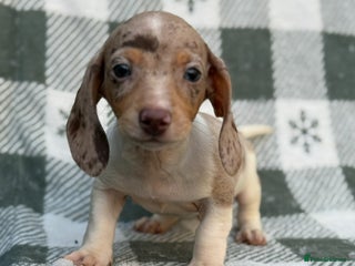 Miniature Dachshund dogs KC Reg Miniature Dachshund Puppies - Advert 6