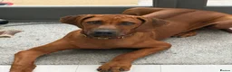 Rhodesian Ridgeback dogs for sale: Beautiful Boy 6 months Pure breed in London - Advert 7