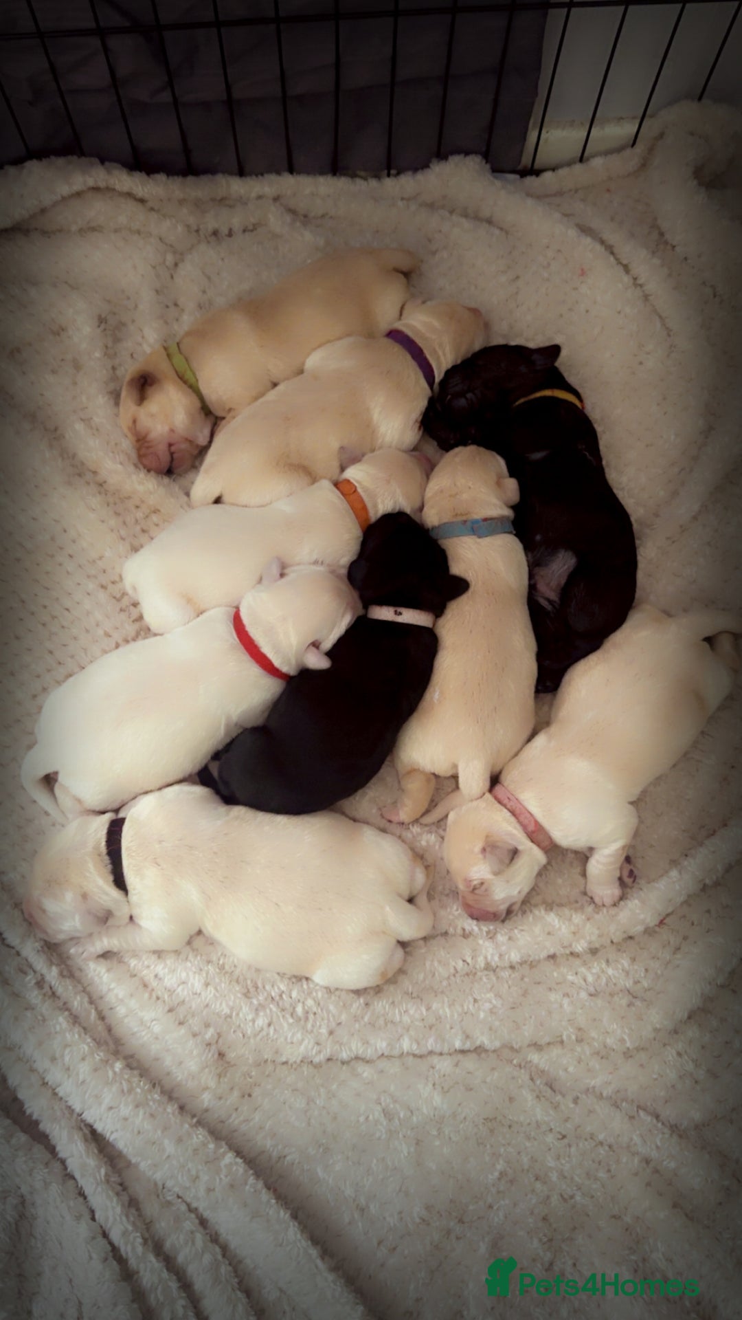 Labrador Retriever dogs for sale: 9 stunning Labrador puppies  - Image 13