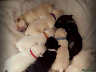 Labrador Retriever dogs - Advert 24