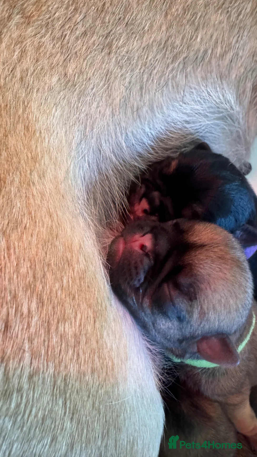 Pug dogs for sale: Pug Puppies | 5 ⭐️ Homes Only  - Advert 2