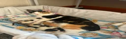 Manx cats for sale: Manx kittens  - Advert 7