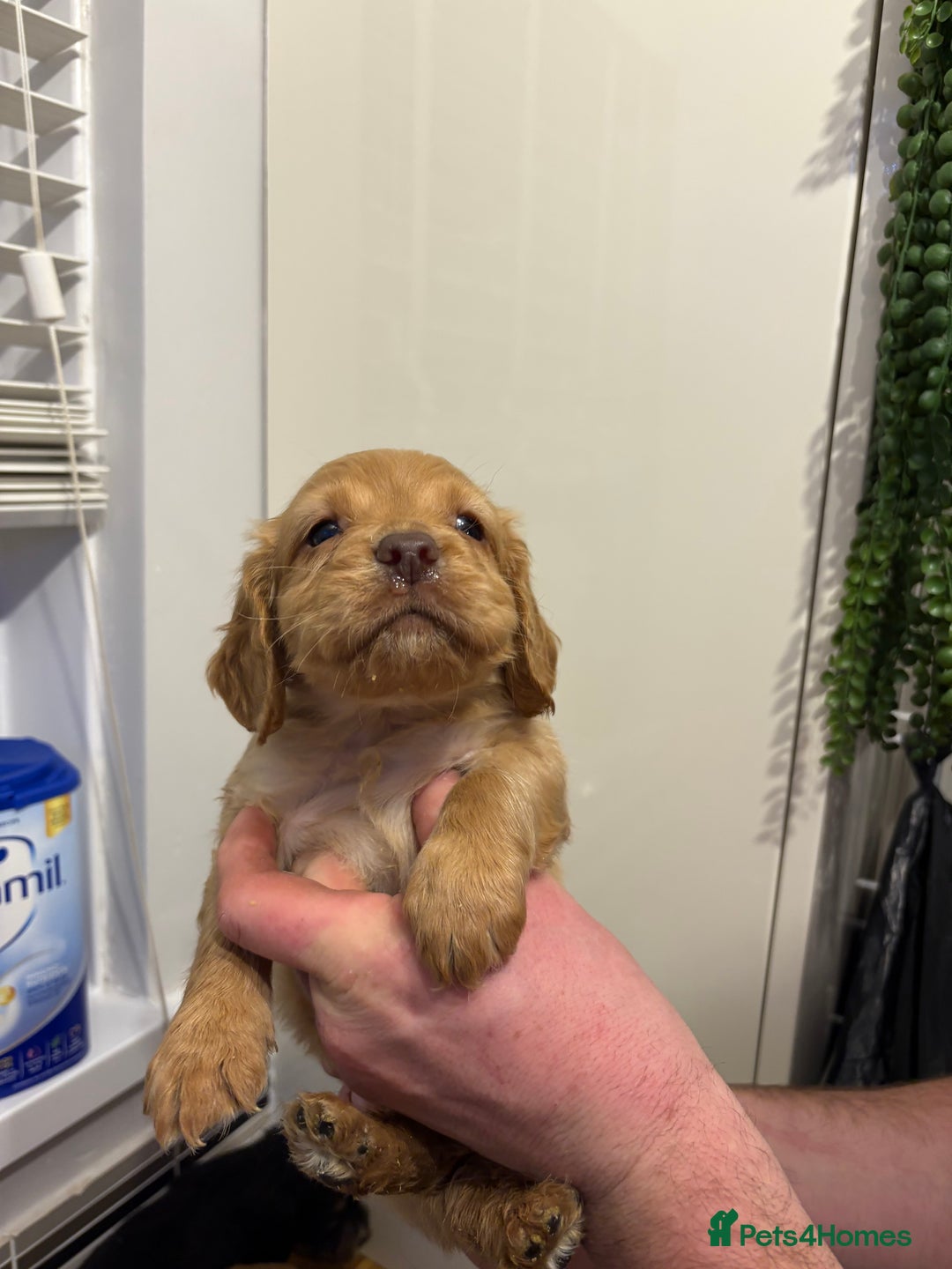 Cocker Spaniel dogs for sale: Working Cocker Spaniel pups - Advert 10