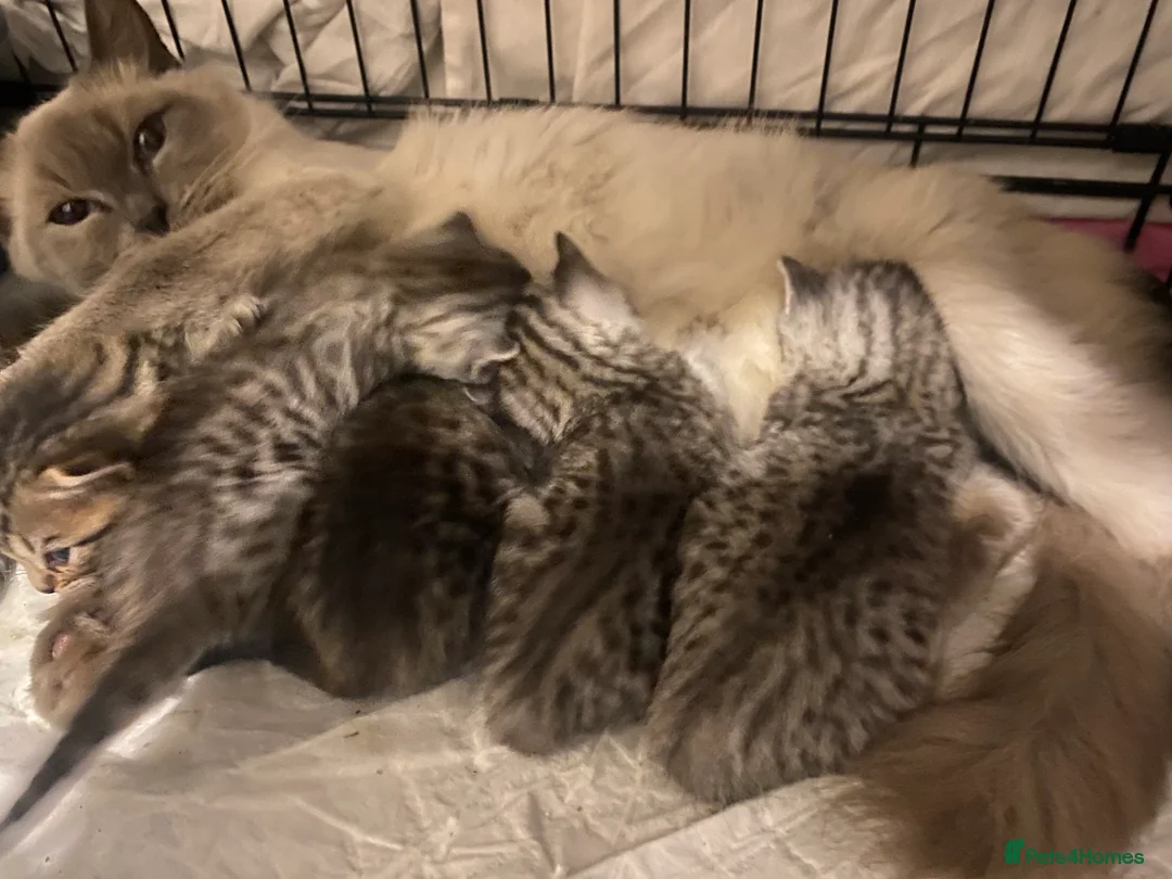 Mixed Breed cats for sale: Ragdol x bengal 2 left  - Advert 19