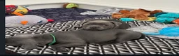 Staffordshire Bull Terrier dogs for sale: Brilliant Pure Staffordshire Bull Terrier puppies in Glasgow - Advert 16