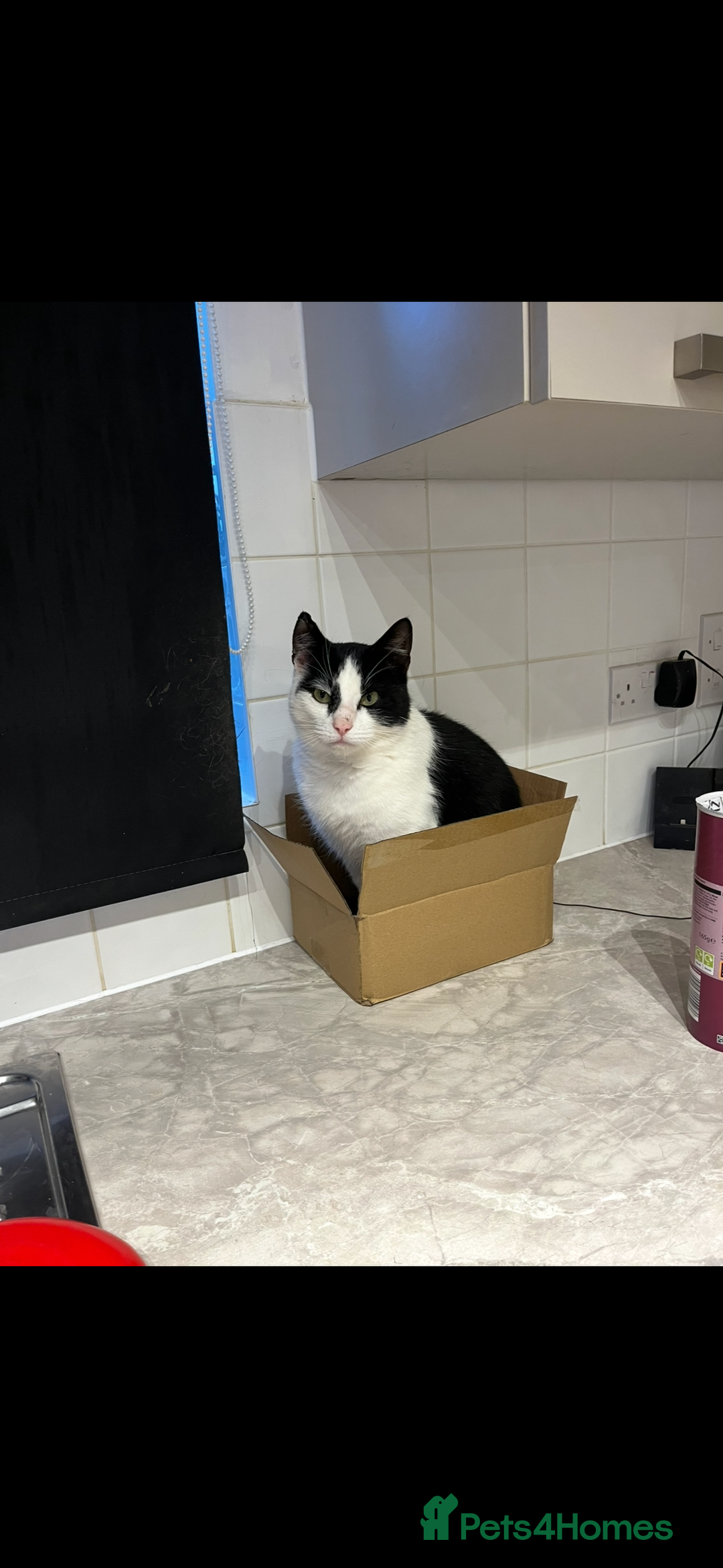 Domestic Shorthair cats for sale: Beautiful cats - Image 6