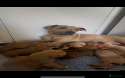 Mixed Breed dogs for sale: Staffie cross puppies  - Image 5