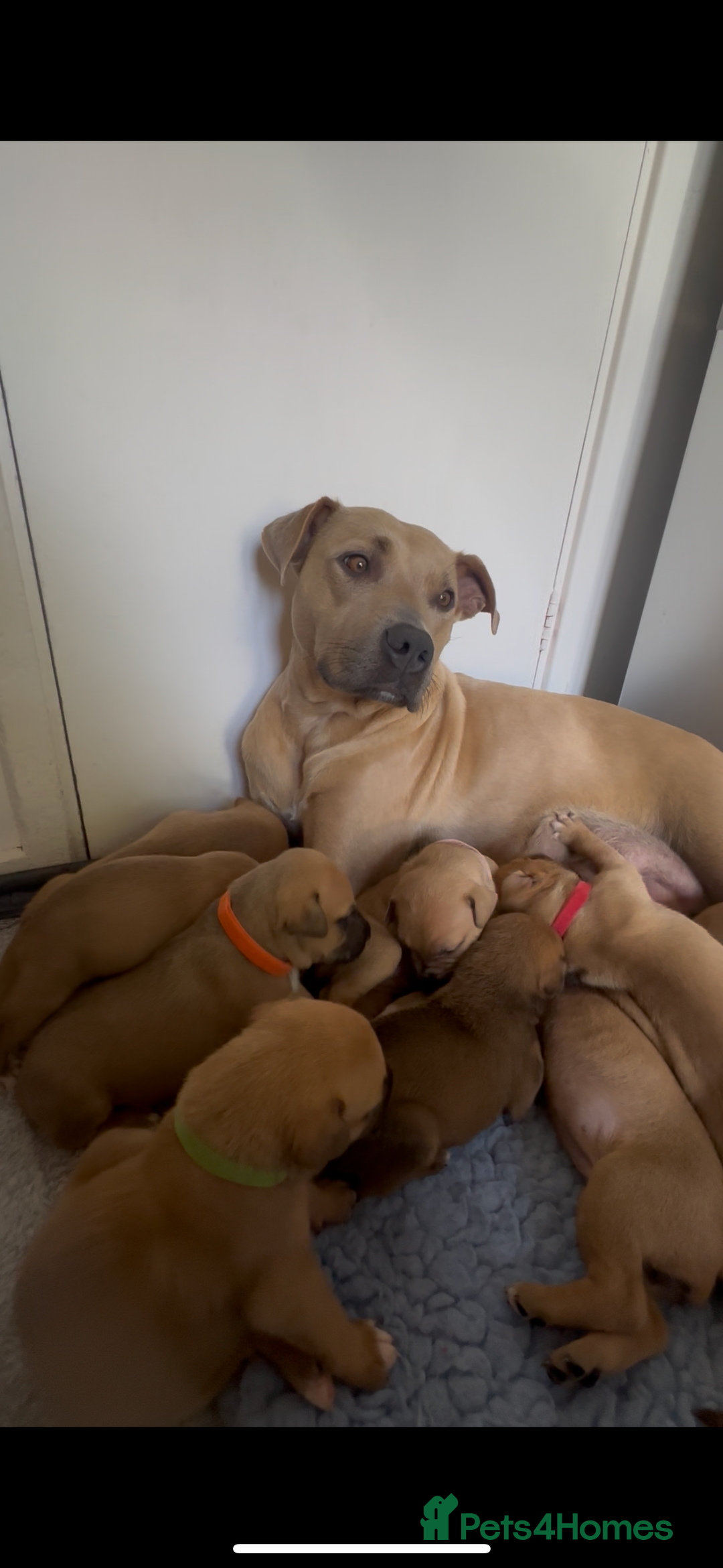 Mixed Breed dogs for sale: Staffie cross puppies  - Image 5