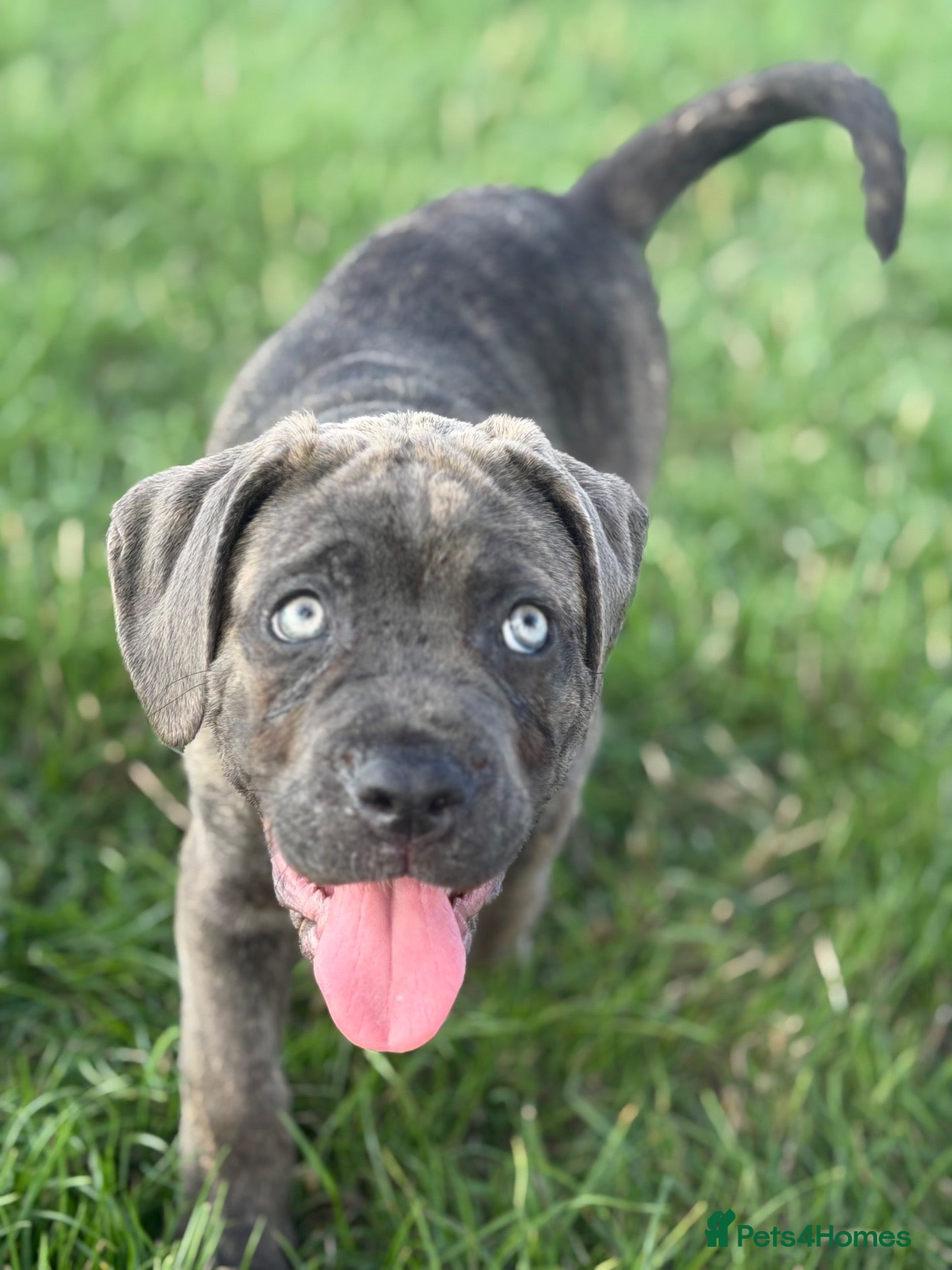 Cane Corso dogs ‼️Offers Welcme‼️ Balestra Magica Corso FCI - Advert 1