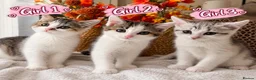 British Shorthair cats for sale: 🐾 3 Beautiful Female Silver Tabby & White Kittens in Harpenden - Advert 1