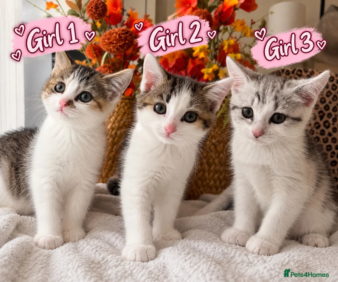 British Shorthair cats for sale: 🐾 3 Beautiful Female Silver Tabby & White Kittens in Harpenden - Advert 1