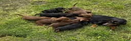 Dachshund dogs for sale: 9 Beautiful Dachshund Puppies for Sale in Pontypool - Advert 15